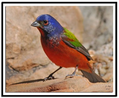 Painted Bunting