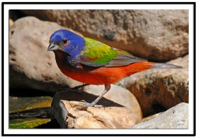 Painted Bunting