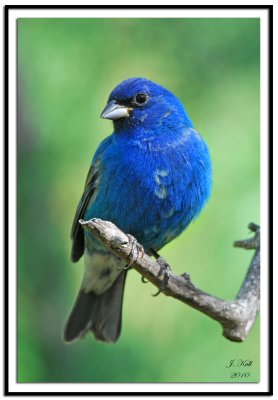 Indigo Bunting