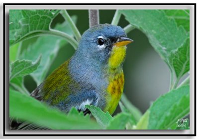 Northern Parula