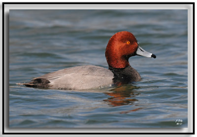 Red-headed Duck