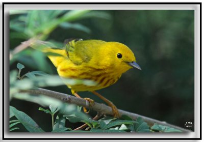 Yellow Warbler