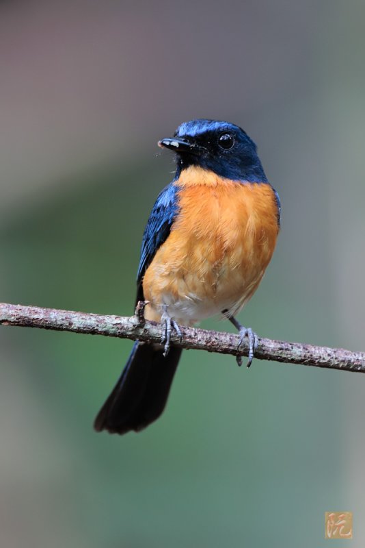 Mangrove Blue Flycatcher.jpg