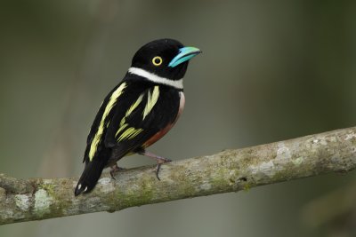 Black and Yellow Broadbill_Male.jpg