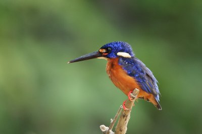 Blue Eared Kingfisher.jpg