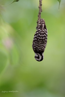 Pygmy Woodpecker.jpg