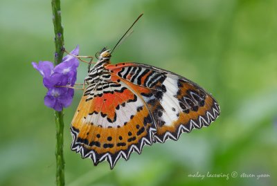 Malay-Lacewing.jpg