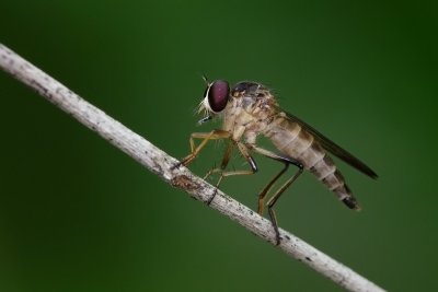 Robberfly.jpg