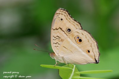 Peacock-Pansy.jpg