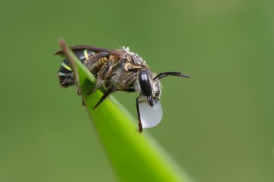 Halictid Bee.jpg