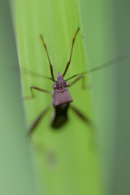 Coreidae_Squash Bug.jpg
