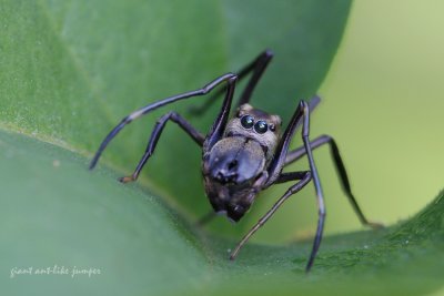 Giant-Ant_Like-Jumper1.jpg
