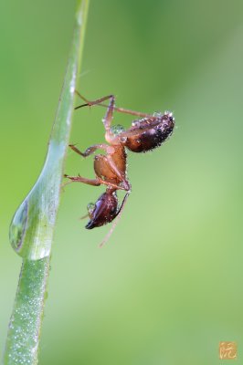 Ant.jpg