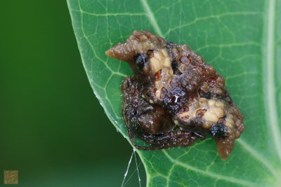 Bird-Dung-Spider1.jpg