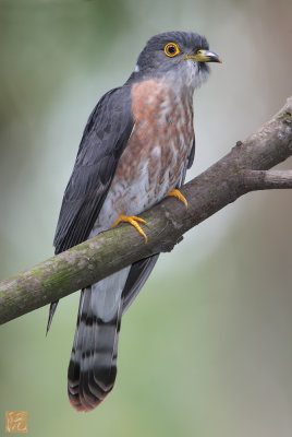 Hudgson's Hawk Cuckoo.jpg