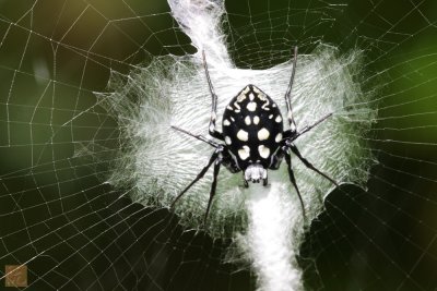 Neogea Nocticolor Spider.jpg
