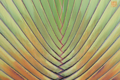 Palm-Pattern.jpg