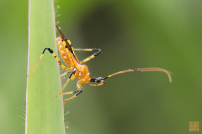 Assassin-Bug.jpg