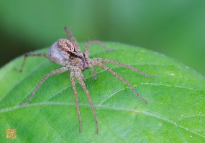 Wolf-Spider.jpg