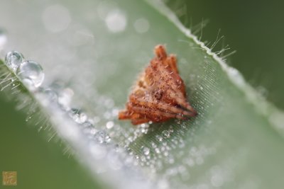 Orb-Web1.jpg