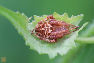Orb-Web2.jpg