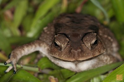 Toad-09-12-31.jpg