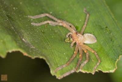 Spider-1st-Shot-2010.jpg