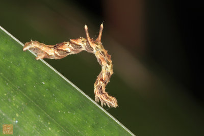 Caterpillar.jpg