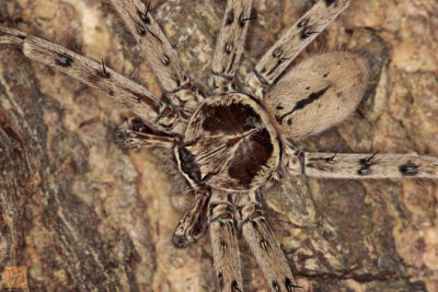 Huntsman-Spider.jpg