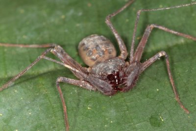 Amblypygi.jpg