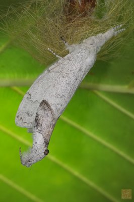 Mating-Moths_2.jpg