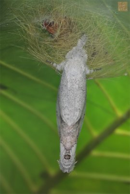 Mating-Moths_1.jpg