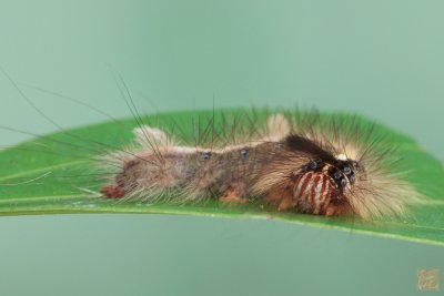 Caterpillar.jpg