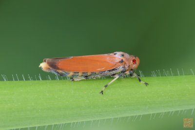 Leafhopper.jpg