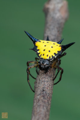 Hasselts-Spiny-Spider.jpg