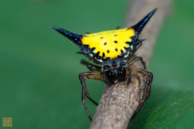 Hasselts-Spiny-Spider_3.jpg