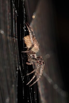 Orb-Web_AP-10-02-05.jpg