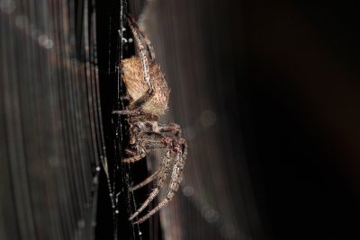 Orb-Web_AP_A-10-02-05.jpg