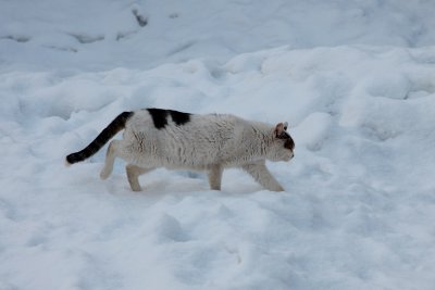 Snow-Pussy.jpg