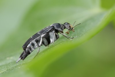 Tumbling-Flower-Beetle.jpg