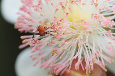 Flower-Crab-Spider.jpg