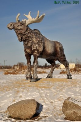 Riverton Moose