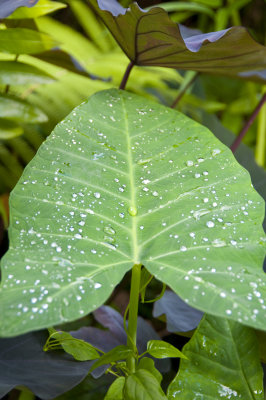 Ho'omaluhia Botanical Gardens