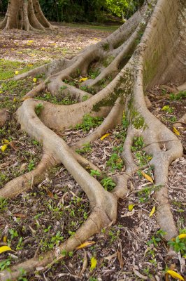 Ho'omaluhia Botanical Gardens