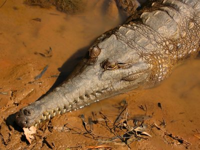 Fresh Water Crocodile.