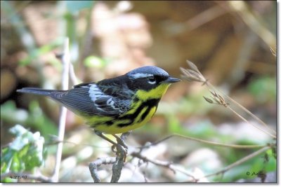 Magnolia Warbler