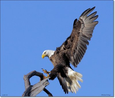 Bald Eagle
