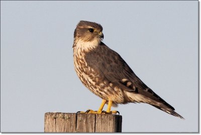Merlin