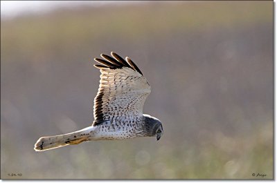 Northern Harrier