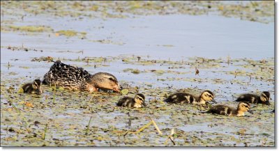 Mottled Duck & Brood